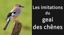 Les imitations du geai des chênes by Renard Alpin