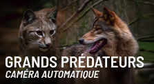 Grands prédateurs — Caméra automatique by Renard Alpin