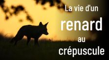 La vie d'un renard au crépuscule by Renard Alpin