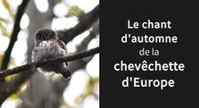 Le chant d'automne de la chevêchette d'Europe by Renard Alpin