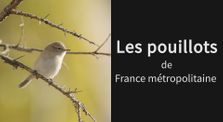 Le chant des pouillots de France métropolitaine by Renard Alpin