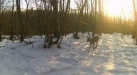 Pièges photo en hiver dans un massif forestier by Renard Alpin